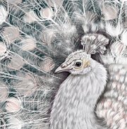 gallery/peacock - kopie